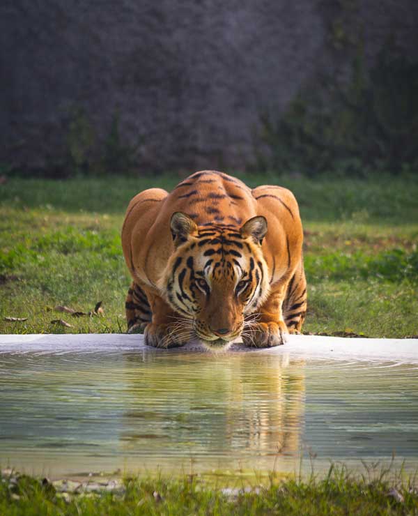 Bandhavgarh National Park