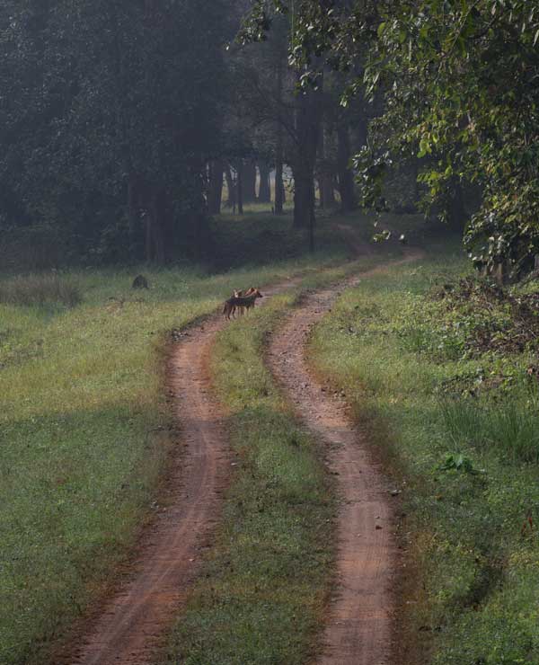 Kanha National Park Tour