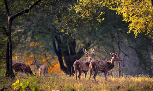 Kanha National Park Wildlife Photography