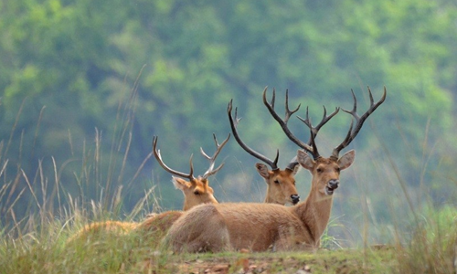 Kanha National Park Wildlife and Wilderness