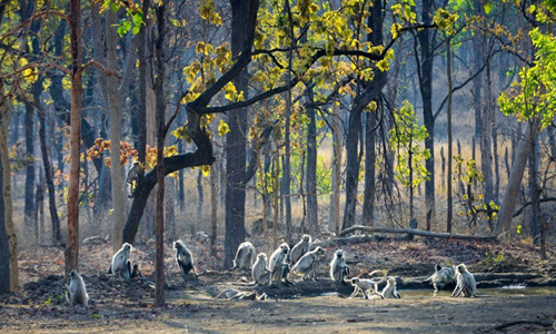 Pench National Park Flora and Fauna