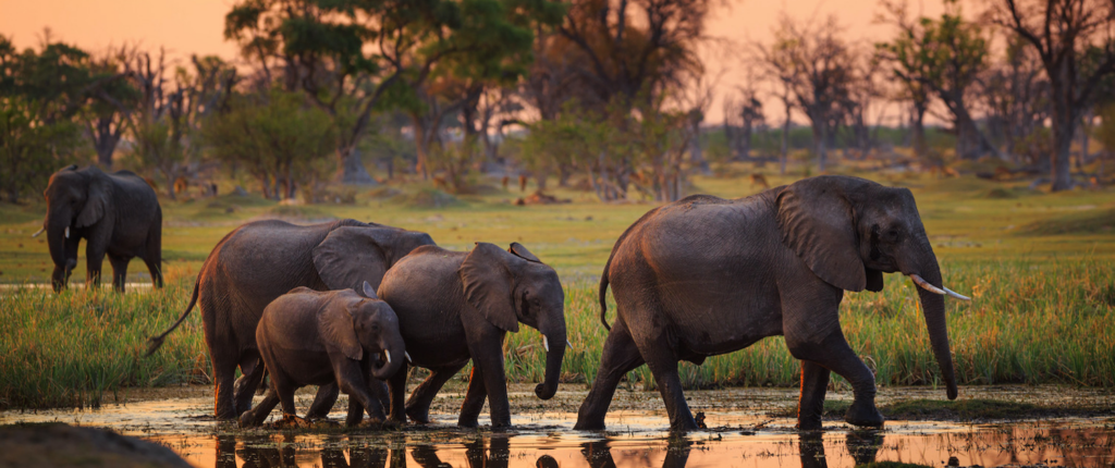 A Wildlife Photographer’s Guide to Madhya Pradesh’s National Parks and Sanctuaries