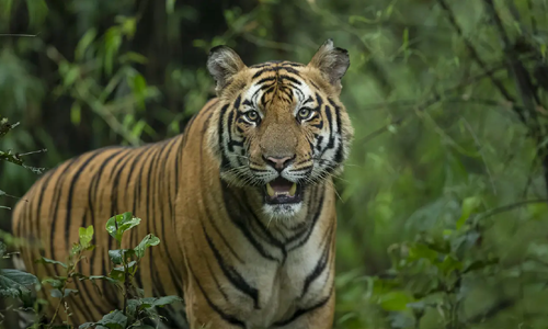 Bandhavgarh National Park Land of the Highest Tiger Density