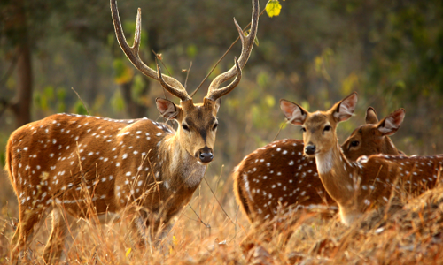 Bori Wildlife Sanctuary Raw and Rugged Wilderness