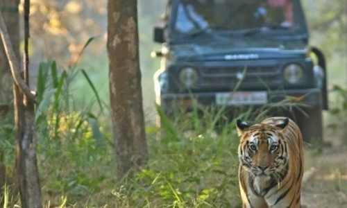 Bori Wildlife Sanctuary Raw and Rugged