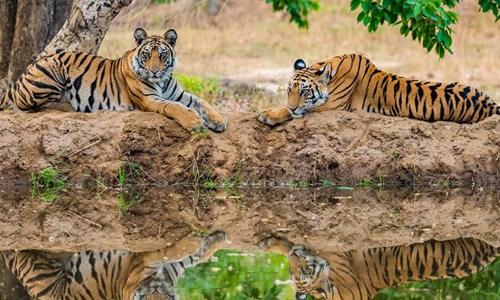 Kanha National Park