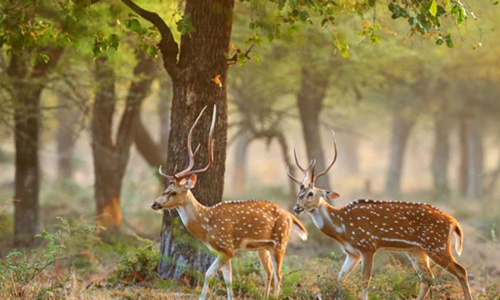 Nauradehi Sanctuary A Lesser-Known Wildlife Haven