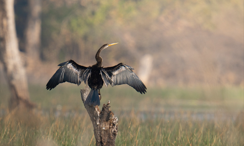 Nauradehi Wildlife Sanctuary Off the Beaten Path