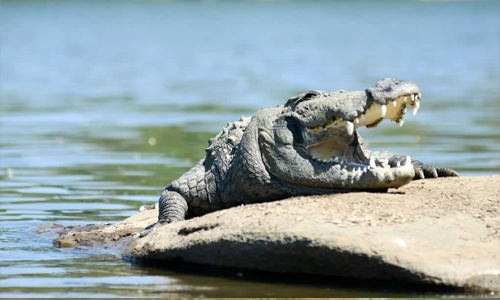 Satpura Tiger Reserve A Quiet Haven for Photographers